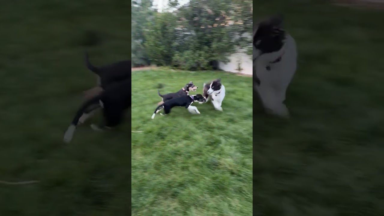 Enlarge Jill, a ADOPTABLE mixed breed in Fort Collins, CO video 5/6