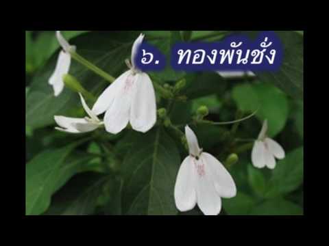 Buckthorn และความแข็งแรง ยาบางอย่างสำหรับผู้หญิงเชื้อโรค