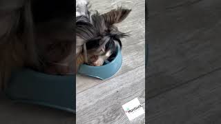Miska pro psy k pomalému krmení, design slunečnice, plast/TPR 0,3 l/ ø 16 cm