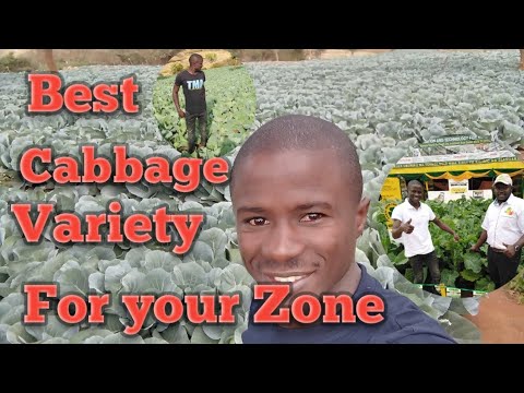 , title : 'The Best and Right super Cabbage variety to grow in your Zone.'