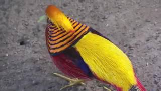 Very Rare Golden pheasant Beautiful Bird