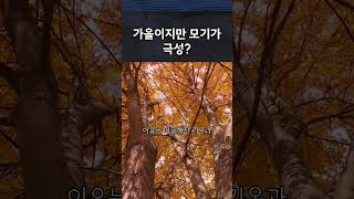 #가을모기 #모기대처법 #가을건강 #모기퇴치 #계절이상기후 #모기기승 #생활꿀팁 #모기예방 #가을라이프 #건강정보