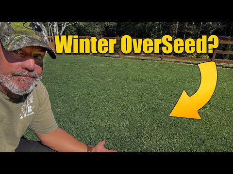 Should You Overseed Your Lawn in the Fall