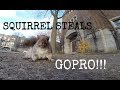 Orava nappaa GoPron