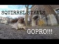 A squirrel nabbed my GoPro and carried it up a tree ...