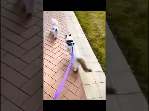 funny cute cats #shorts Erum khan official