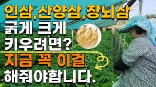 장뇌삼 산양삼 인삼 굵게키우는법 이렇게 안하면 뿌리가 안 굵습니다