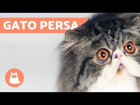 download lagu mp3 mp4 Gato Persa, download mp3 Gato Persa free downloadn, video klip Gato Persa