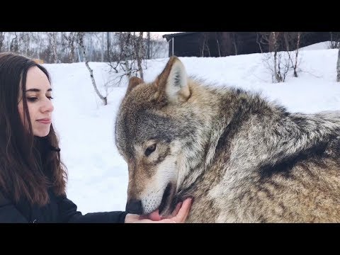 Couple Visit 'Wolf Hotel' As Part Of Their Bucket List
