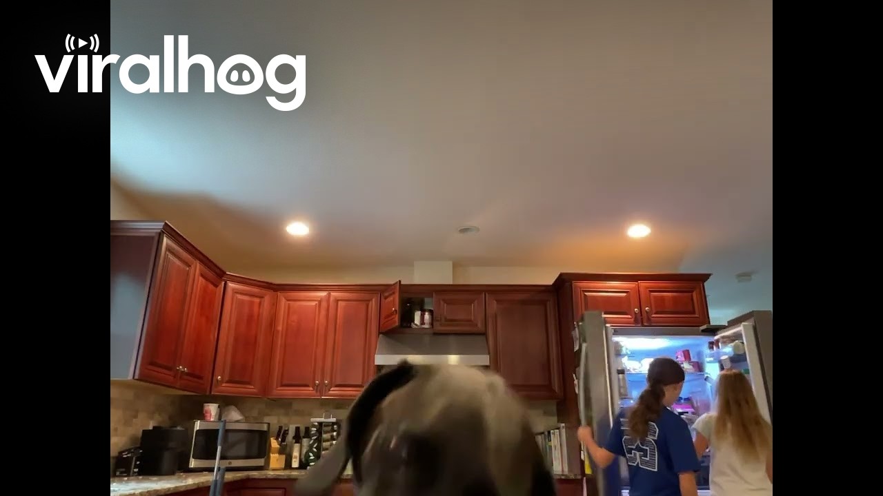 Kiki Ate All the Food! || ViralHog