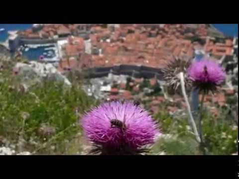 Klapa Maestral - Pjesma od ljubavi