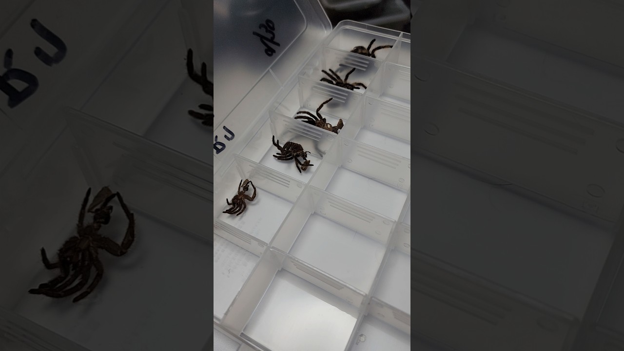 アフロ脱皮殻回収