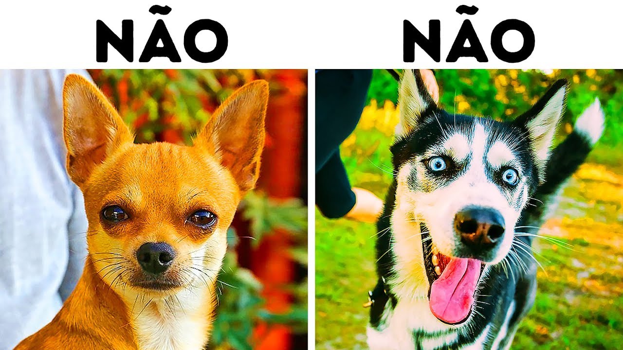10 Raças de Cães Perigosas para Famílias com Crianças