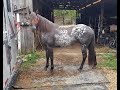 Appaloosa For Sale