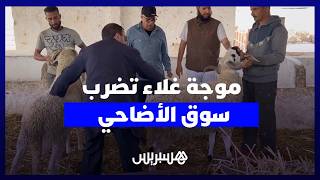 أسعار الأضاحي تشتعل قبل العيد.. والمهنيون يحذرون من “الأسبوع الأخطر” thumbnail