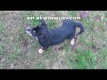 Australian Kelpie - Tres cachorritos de Kelpie Australiano 