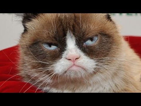The Untold Truth Of Grumpy Cat
