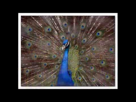 Liver ek lete - Bruno Mooken