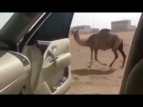 اغنية كيكي والجمل 😂