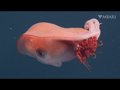 Fresh from the deep: Rarely encountered seven-arm octopus in Monterey Bay