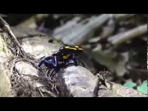 Poison Frogs Deposit Their Brood In Dangerous Waters