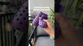 Download lagu Which dog shoes will last longer⏱️#dogshoes #test #dogmom #texasdog #seniordog #wagwellies #wagwear mp3 Download lagu Which dog shoes will last longer⏱️#dogshoes #test #dogmom #texasdog #seniordog #wagwellies #wagwear mp3