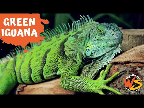 Green Iguana Facts: Everything You Need to Know