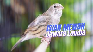 Download lagu MATERI MEWAH JAWARA LOMBA DURASI CENGKOK ISTIMEWAH! MASTERAN KENARI ISIAN BLACKTHROAT GACOR mp3