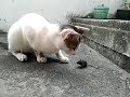 Cat Eats Mouse Cat And Mouse Chase