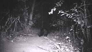 preview picture of video 'Rare Glimpse of Small Indian Civet at Tree House Hideaway, Bandhavgarh'