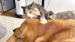 - びすけを何だと思ってるんだろ?