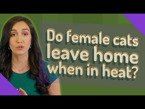 image-Do female cats run away when they are in heat?
