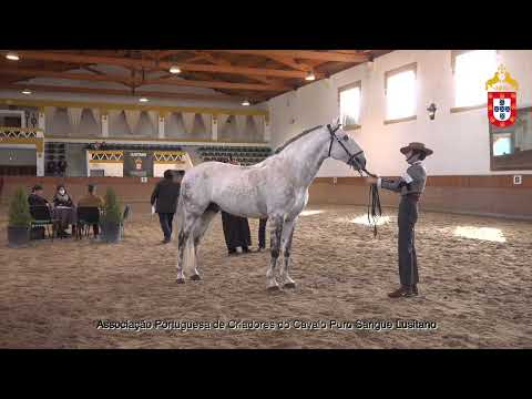 220129 42 Lume - Aprovação de Garanhões