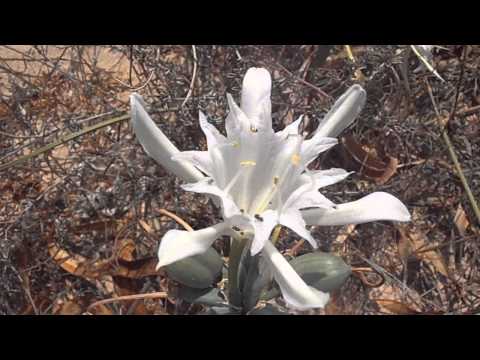 AZUCENA DE MAR: Pancratium maritimum (www.riomoros.com)