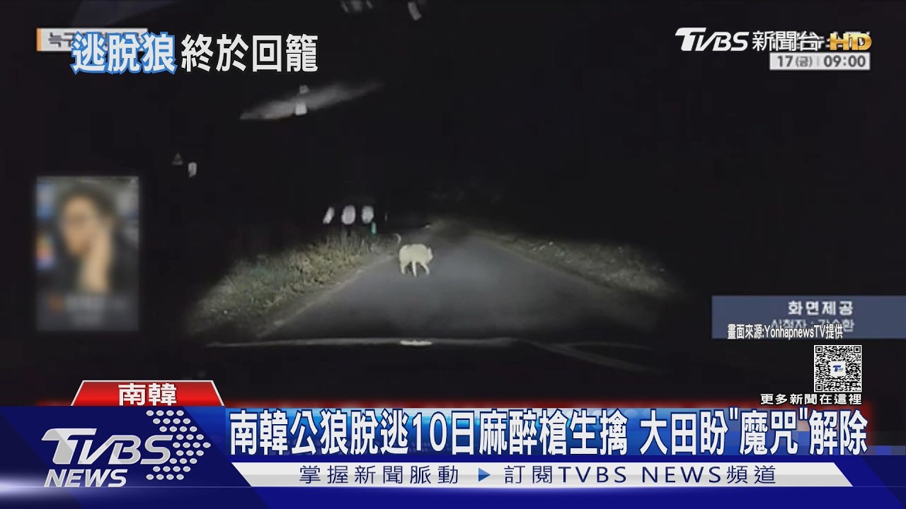 影音/南韓公狼脫逃10日麻醉槍生擒 大田盼「魔咒」解除