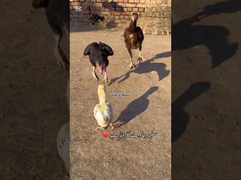 White jawa chick in angry mood 🔥🔥 #aseelmurga #aseel #birds #rooster #pets #shortsfeed #shorts