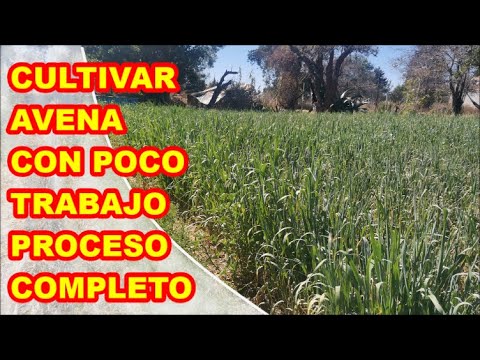 , title : 'CULTIVA AVENA MUY FÁCIL Y CON POCO ESFUERZO ✅.  mira cómo lo hacemos "PROCESO COMPLETO"'