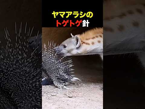 ヤマアラシの針