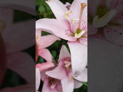 青いヤシのユリ 植物