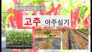 [농사정보] (5월1주)  고추_아주심기(정식)