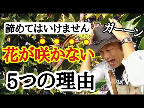 , title : '【なぜ咲かない！】園芸店長がお花の咲かない原因を教えます！毎年花をたくさん楽しみませんか？ガーデニング初心者の方必見です！  japan garden'