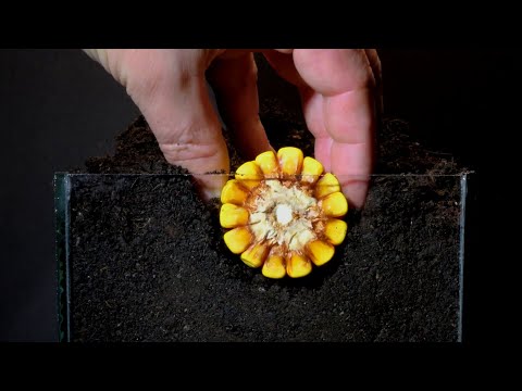 Plant Growing Time Lapse Compilation - Best of 2025