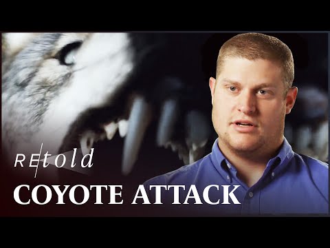 Ambushed By A Pack Of Roaming Coyotes | Fight to survive | Retold