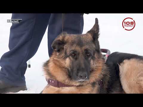 Арса: четыре лапы и большое сердце