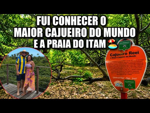 Visita ao Cajueiro Rei e a Praia do Itam em Cajueiro da Praia - PI
