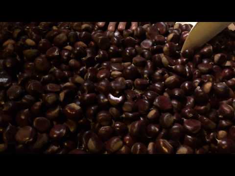 La CASTAGNA di SICIGNANO degli ALBURNI (Azienda Agricola Acqua della Battaglia)