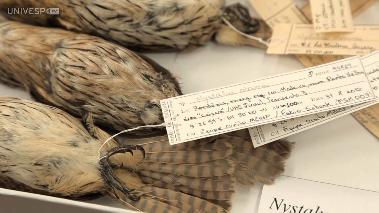 SP Pesquisa - Ornitologia no Brasil - 1º Bloco