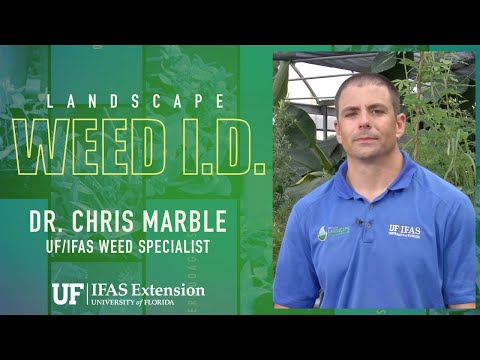 Florida Weed I.D. - Dove Weed