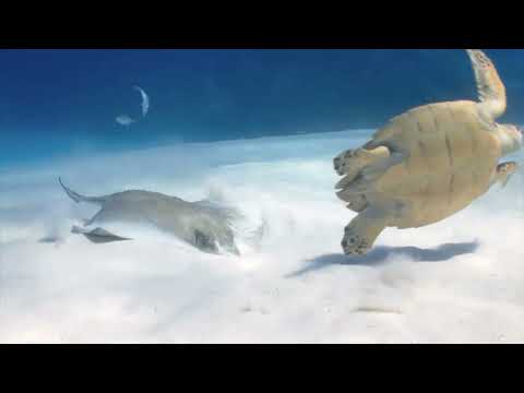 iAqua | AquaDart - Underwater love