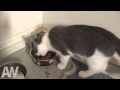 I'm A Stupid Cat 